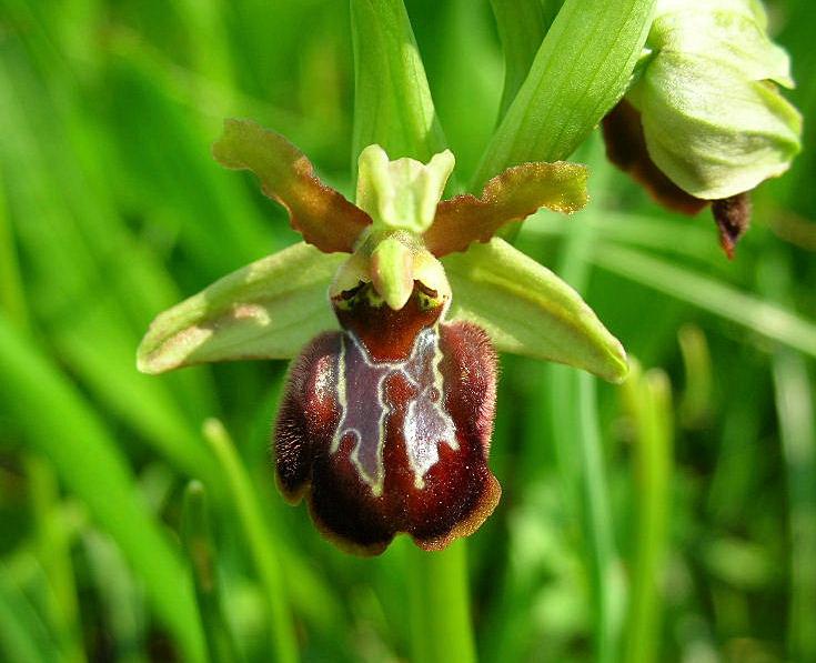 Ophrys sphegodes